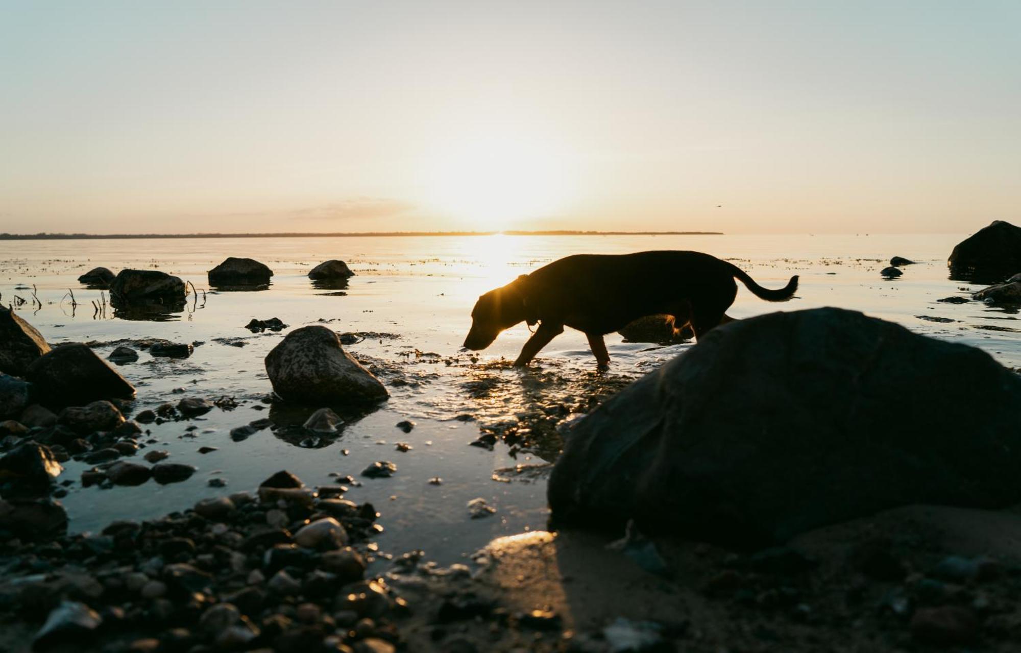 Tallskog - Dein Apartment Am Naturstrand Hohen Wieschendorf Hohenkirchen  Buitenkant foto